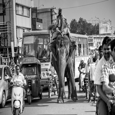 Driving in India with an elephant
